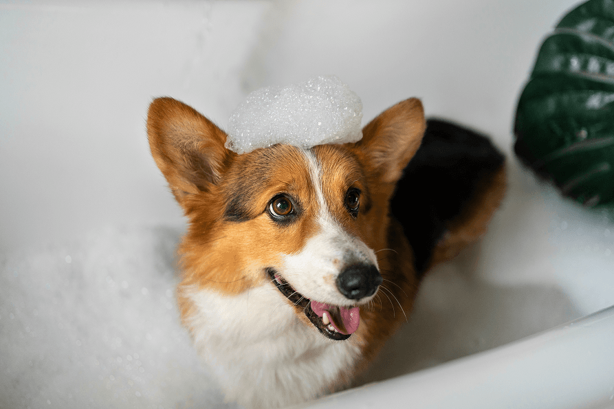 Happy corgi taking a bubble bath with suds