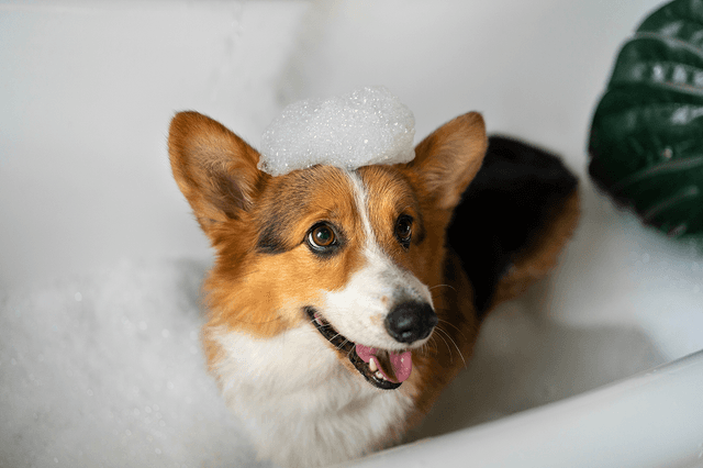 Bubble bath happiness for this happy corgi. 🛁