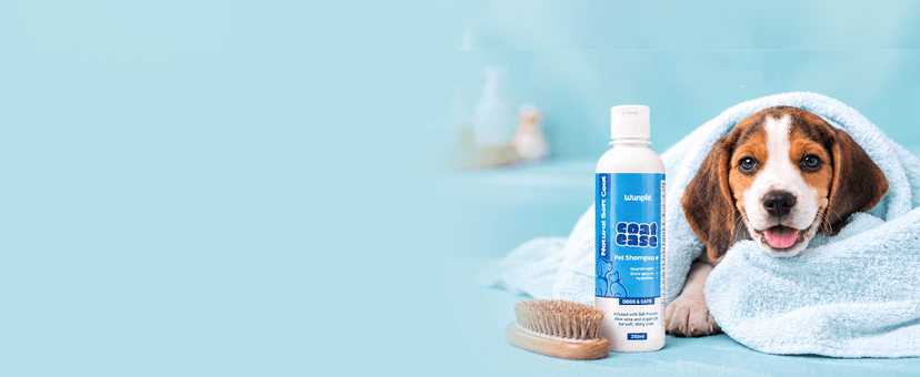Pet Health, Made Simple: Choosing The Right Shampoo