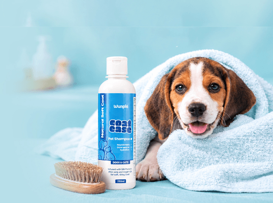 Beagle puppy wrapped in towel next to Wunple Coat Ease Pet Shampoo